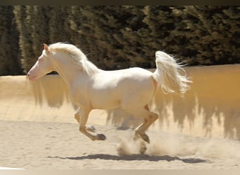 Lusitanos Mestizo, Caballo castrado, 5 años, 150 cm, Perlino