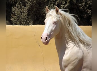 Lusitanos Mestizo, Caballo castrado, 5 años, 150 cm, Perlino