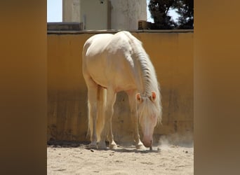 Lusitanos Mestizo, Caballo castrado, 5 años, 150 cm, Perlino