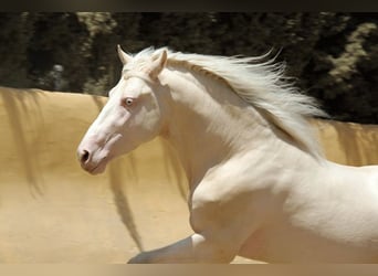 Lusitanos Mestizo, Caballo castrado, 5 años, 150 cm, Perlino