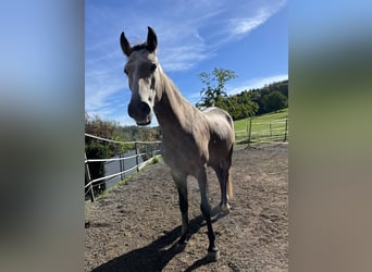 Lusitanos, Caballo castrado, 5 años, 150 cm, Tordo