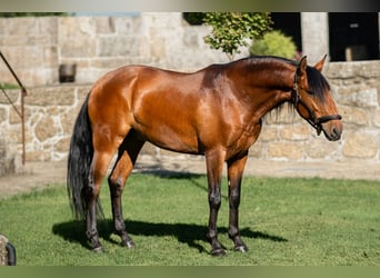 Lusitanos, Caballo castrado, 5 años, 152 cm, Castaño