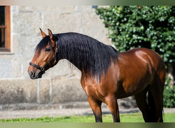 Lusitanos, Caballo castrado, 5 años, 152 cm, Castaño