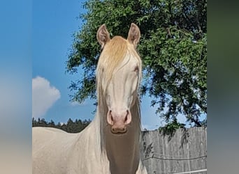 Lusitanos, Caballo castrado, 5 años, 152 cm, Perlino