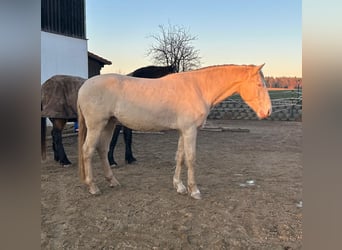 Lusitanos, Caballo castrado, 5 años, 152 cm, Perlino