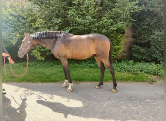 Lusitanos Mestizo, Caballo castrado, 5 años, 154 cm, Castaño oscuro