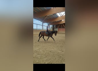 Lusitanos Mestizo, Caballo castrado, 5 años, 154 cm, Castaño oscuro