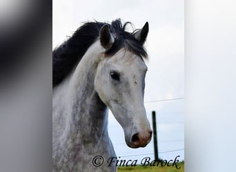 Lusitanos, Caballo castrado, 5 años, 154 cm, Tordo