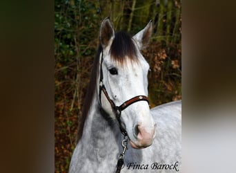 Lusitanos, Caballo castrado, 5 años, 154 cm, Tordo