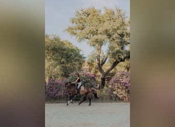 Lusitanos, Caballo castrado, 5 años, 155 cm, Bayo