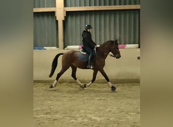 Lusitanos, Caballo castrado, 5 años, 155 cm, Castaño