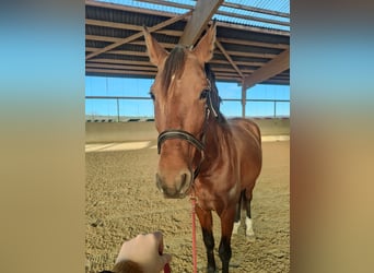 Lusitanos, Caballo castrado, 5 años, 155 cm, Castaño