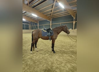 Lusitanos, Caballo castrado, 5 años, 155 cm, Castaño