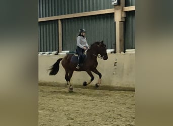 Lusitanos, Caballo castrado, 5 años, 155 cm, Castaño