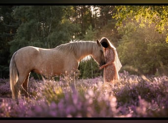 Lusitanos Mestizo, Caballo castrado, 5 años, 155 cm, Palomino