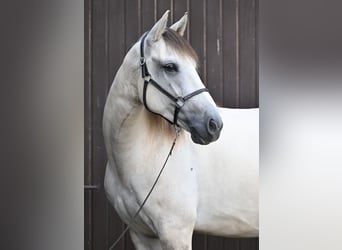 Lusitanos, Caballo castrado, 5 años, 157 cm, Grullo