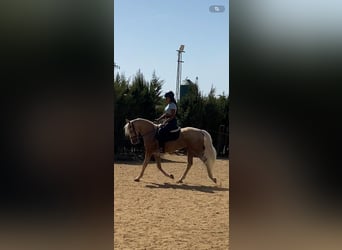 Lusitanos, Caballo castrado, 5 años, 157 cm, Palomino