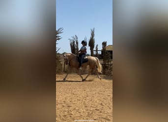 Lusitanos, Caballo castrado, 5 años, 157 cm, Palomino