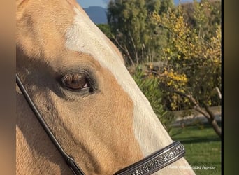 Lusitanos Mestizo, Caballo castrado, 5 años, 157 cm, Palomino