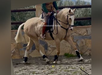 Lusitanos Mestizo, Caballo castrado, 5 años, 157 cm, Palomino