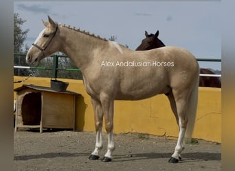 Lusitanos Mestizo, Caballo castrado, 5 años, 157 cm, Palomino