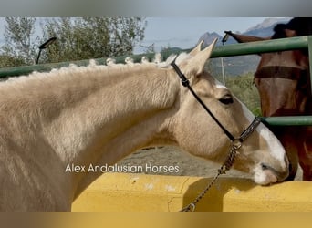 Lusitanos Mestizo, Caballo castrado, 5 años, 157 cm, Palomino