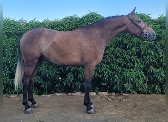 Lusitanos Mestizo, Caballo castrado, 5 años, 157 cm, Tordo
