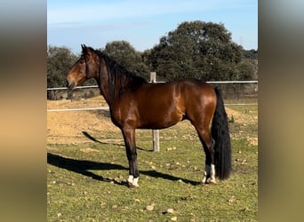 Lusitanos, Caballo castrado, 5 años, 159 cm, Castaño oscuro