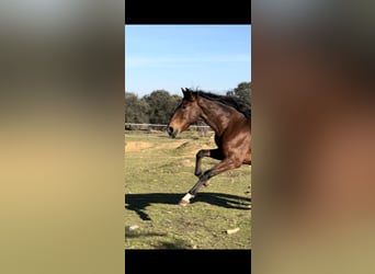 Lusitanos, Caballo castrado, 5 años, 159 cm, Castaño oscuro