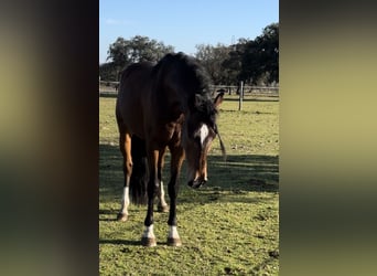 Lusitanos, Caballo castrado, 5 años, 159 cm, Castaño oscuro