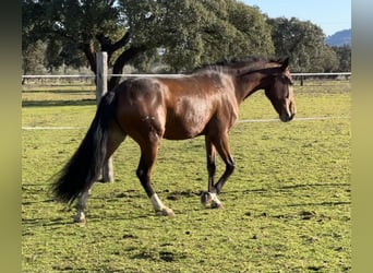 Lusitanos, Caballo castrado, 5 años, 159 cm, Castaño oscuro