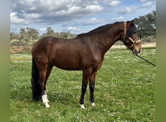 Lusitanos, Caballo castrado, 5 años, 159 cm, Castaño oscuro