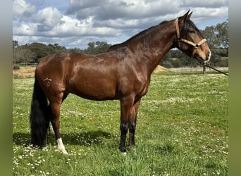 Lusitanos, Caballo castrado, 5 años, 159 cm, Castaño oscuro