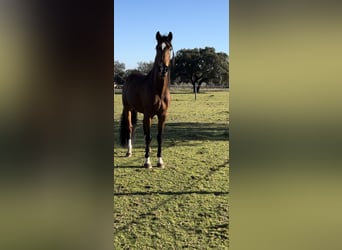 Lusitanos, Caballo castrado, 5 años, 159 cm, Castaño oscuro