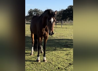 Lusitanos, Caballo castrado, 5 años, 159 cm, Castaño oscuro