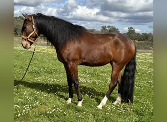 Lusitanos, Caballo castrado, 5 años, 159 cm, Castaño oscuro