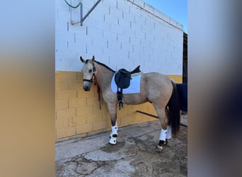 Lusitanos Mestizo, Caballo castrado, 5 años, 160 cm, Bayo