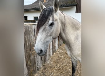 Lusitanos, Caballo castrado, 5 años, 160 cm, Bayo