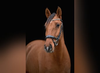 Lusitanos, Caballo castrado, 5 años, 160 cm, Buckskin/Bayo