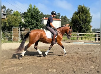 Lusitanos, Caballo castrado, 5 años, 160 cm, Castaño rojizo