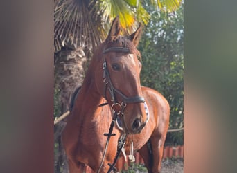 Lusitanos, Caballo castrado, 5 años, 160 cm, Castaño