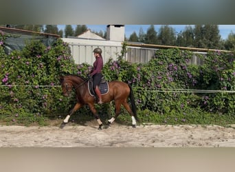 Lusitanos, Caballo castrado, 5 años, 160 cm, Castaño