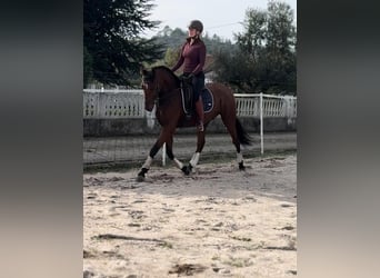 Lusitanos, Caballo castrado, 5 años, 160 cm, Castaño