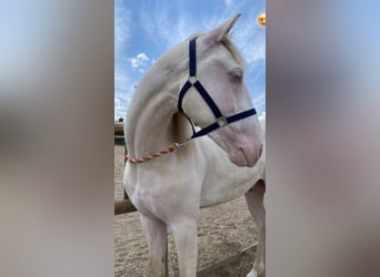 Lusitanos, Caballo castrado, 5 años, 160 cm, Cremello