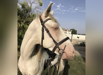 Lusitanos, Caballo castrado, 5 años, 160 cm, Cremello