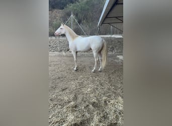 Lusitanos, Caballo castrado, 5 años, 160 cm, Cremello