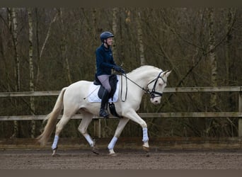 Lusitanos, Caballo castrado, 5 años, 160 cm, Cremello