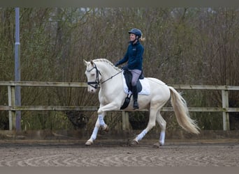 Lusitanos, Caballo castrado, 5 años, 160 cm, Cremello