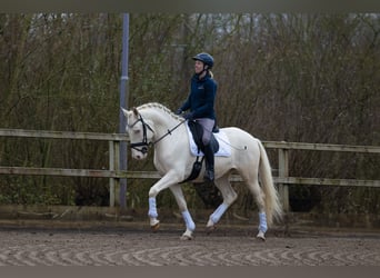 Lusitanos, Caballo castrado, 5 años, 160 cm, Cremello