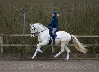 Lusitanos, Caballo castrado, 5 años, 160 cm, Cremello